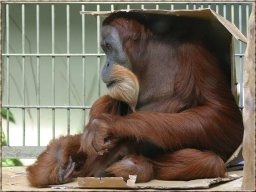 chimpanse
